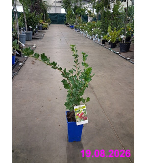 Ribes uva-crispa 'Captivator' RP 1,6 L